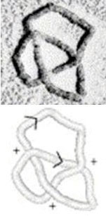 circular-dna-knot
