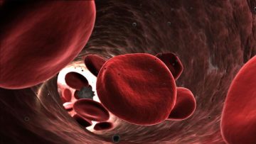 Keeping Hearts Pumping Blood cells