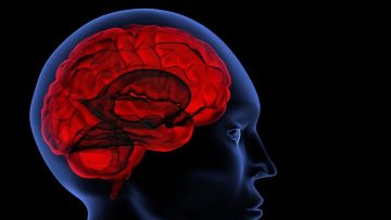 Brain