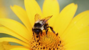 Bee on flower