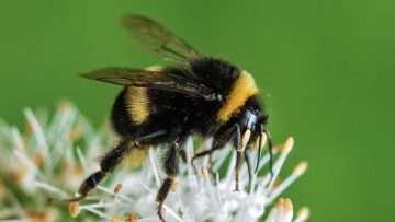 Bee