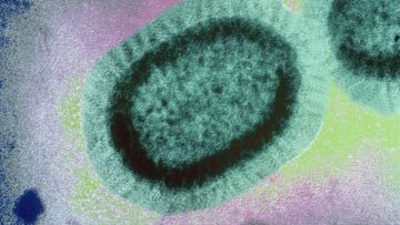 influenza-virus