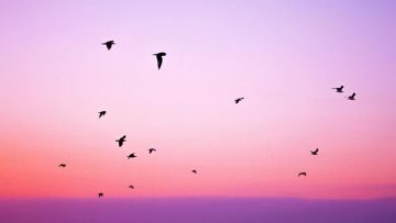Birds flying