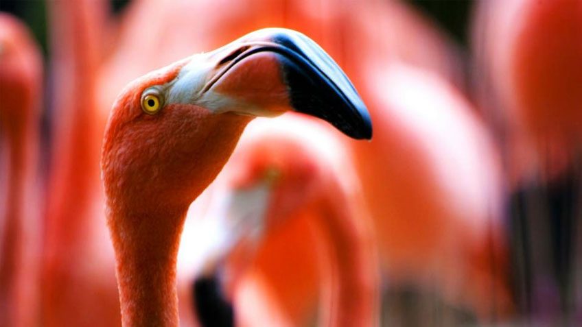 Flamingo