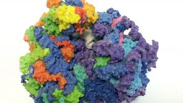 Human-Ribosome