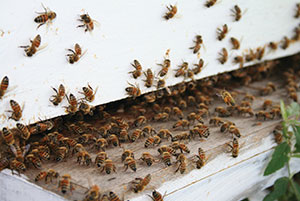 beehive