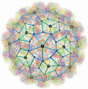 virus-structure