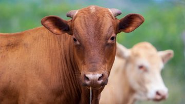 cow