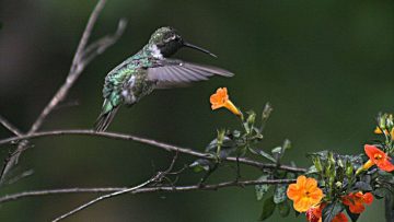 hummingbird-with-flowers