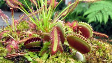 Venus flytraps
