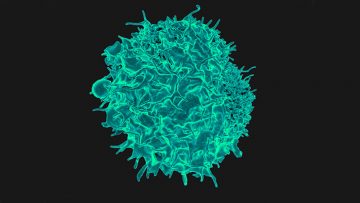 T-Lymphocyte