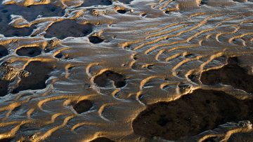 ross-bay-mud