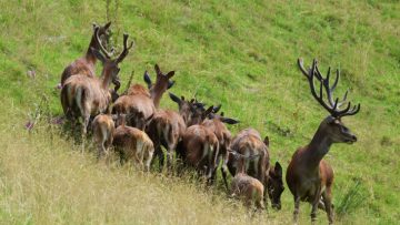 'Watching over the family', deer herd