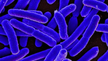 E. coli Bacteria