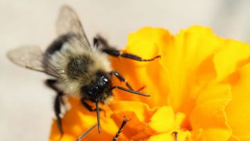 Bee-on-marigold