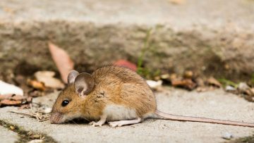 Mouse
