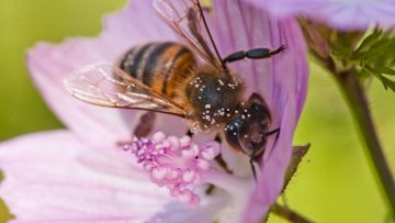 Bee_and_mallow