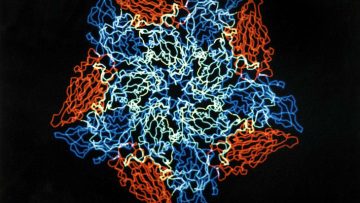 Rhinovirus