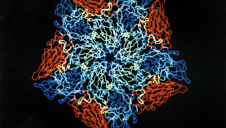 Rhinovirus