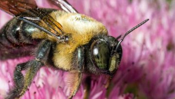 Bee-Fuzzy