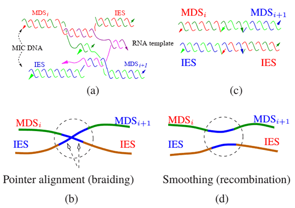 Discovering-Patterns-in-a-Scrambled-Genome-figure-2