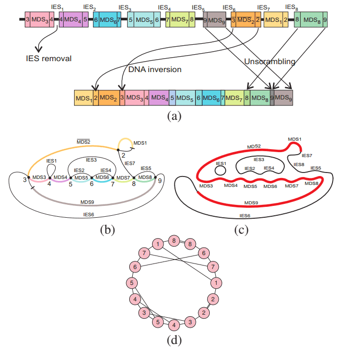 Discovering-Patterns-in-a-Scrambled-Genome-figure-3