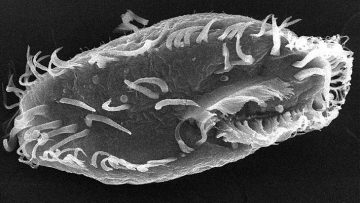 Oxytricha trifallax
