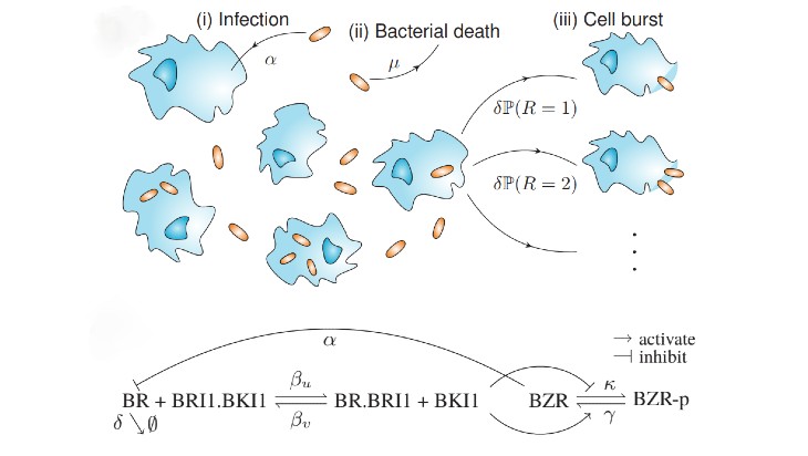 Figure 3: Multiscale modelling