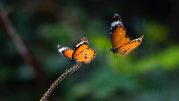 Two orange and black butterflies against an out of focus background of green bushes. One butterfly is landed on a branch, the other is in flight.