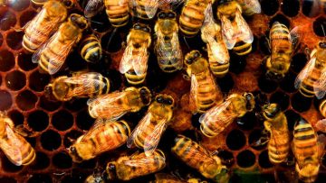 Numerous honeybees on honeycomb