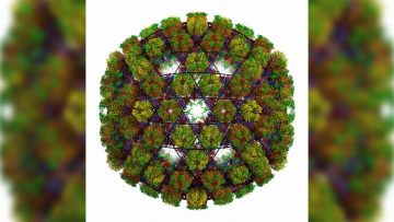 Virus
