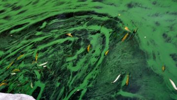 Swirld of green algae in a pond, with small red leaves floating on the surface