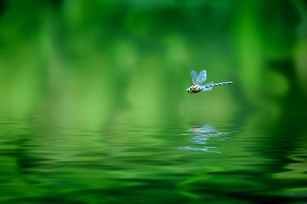 Dragonflies use motion camouflage to intimidate © Lane Erickson | Dreamstime.com