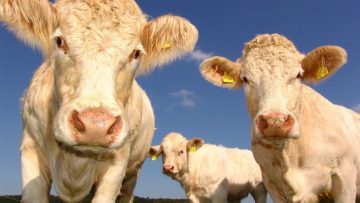 Three white cows with yellow tags in their ears looking into the camera