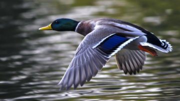 A mallard in flight over a lake
