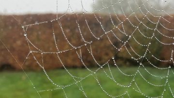 Spider Web courtesy of Paul Glendinning